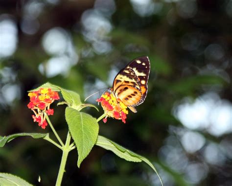 Rainforest Butterfly by jaeischung on DeviantArt