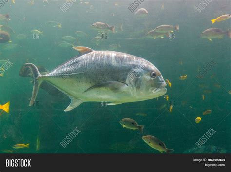 Giant Grouper. Large Image & Photo (Free Trial) | Bigstock