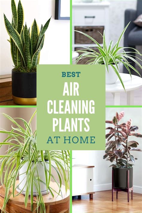 Best Air Cleaning House Plants in 2020 | Air cleaning house plants ...