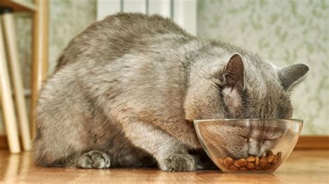 How To Choose Cat Food for Kidney Disease - The Cat Bandit Blog