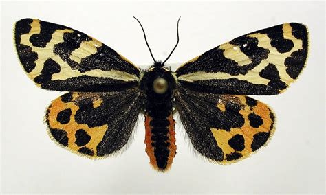 Moth found to secrete distinct defensive fluids to ward off different types of predators