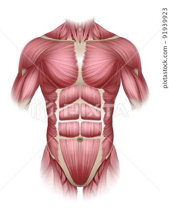 Torso Trunk Muscles Human Medical Anatomy Diagram - Stock Illustration ...