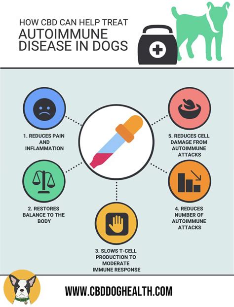 Does CBD help with autoimmune disease in dogs? - CBD Dog Health