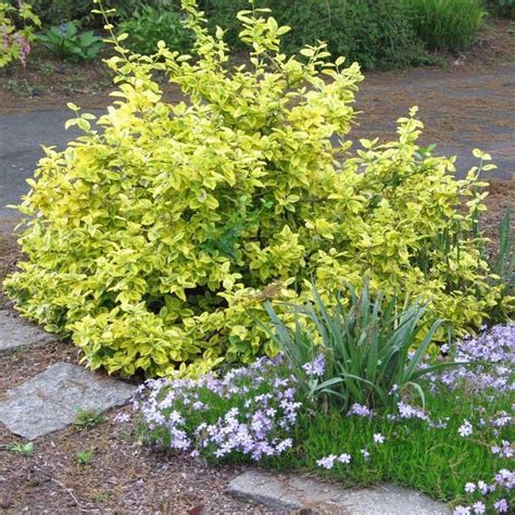 Golden Euonymus | Golden Euonymus Shrub — PlantingTree.com