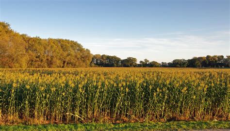 Sorghum forage | Feedipedia