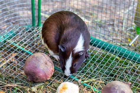 Guinea Pig Cage Setup: Guide + Common Questions