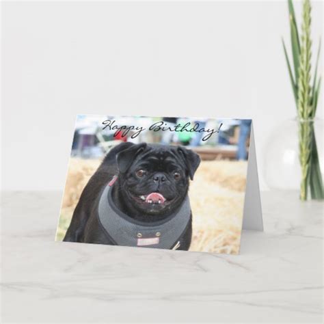 Happy Birthday Black Pug greeting card | Zazzle.com