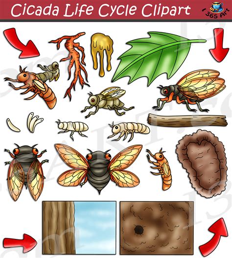 Cicada Life Cycle Clipart Set Download - Clipart 4 School