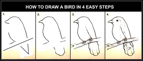 DARYL HOBSON ARTWORK: How To Draw A Bird Step By Step Art Guide