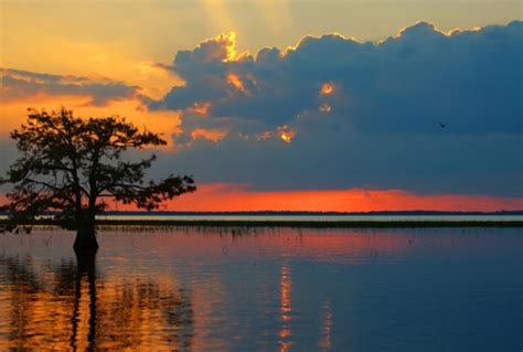 The Florida Everglades: Rescuing an Endangered Ecosystem | livebetter Magazine