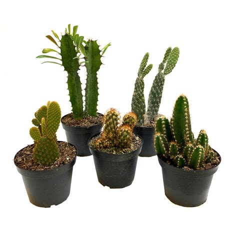 Surprise Cacti, Assorted Varieties | Mahonia