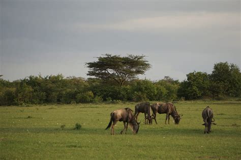 Homepage - Kenya Safaris and Holiday Tours