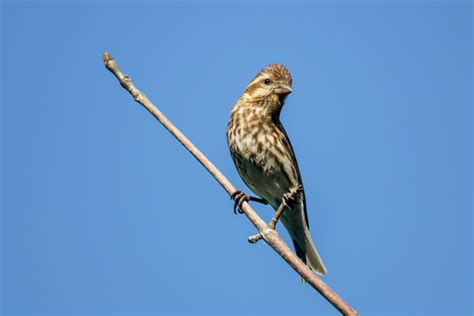 How to Tell the Difference Between the Female Purple Finch and Female Rose-breasted Grosbeak