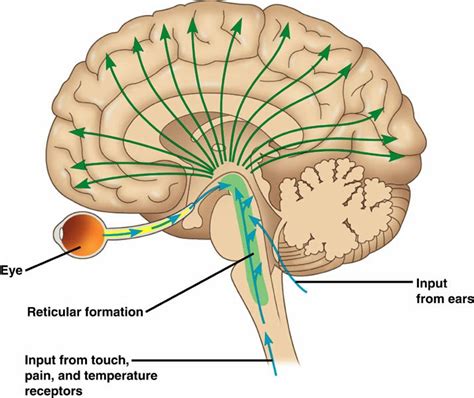 La pecera de Juan: Formación reticular