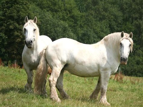 Percheron horse breed | Percheron horses, Horse breeds, Horses