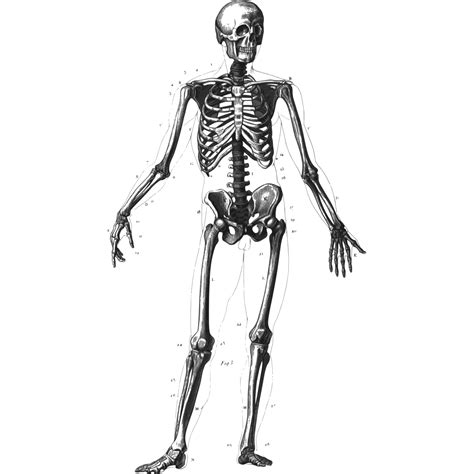 Human clipart human skeleton - Clipartix