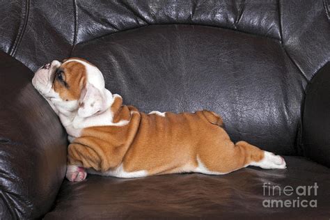 English Bulldog Puppy Relaxing On Black Photograph by B.stefanov - Fine ...