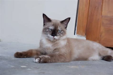 When Do Siamese Cats Change Their Color? - Bright Whiskers