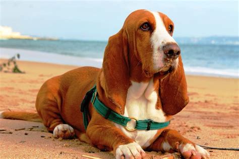 Basset Hound Dog Breed Information