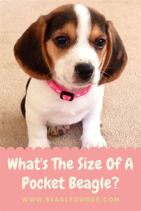 What's The Size Of A Pocket Beagle? | Pocket beagle, Corgi puppy funny, Beagle