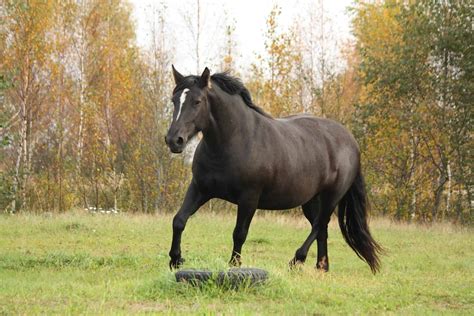 The Strongest Horse Breeds in The World