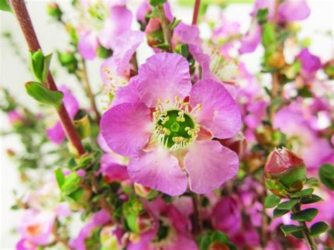 Leptospermum Blue - Leptospermum - Flowers and Fillers - Flowers by category | Sierra Flower Finder