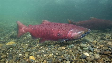 ‘The fish are much, much smaller’: study finds Yukon-Alaska salmon declining in size | The Narwhal