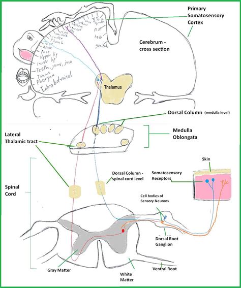 File:Somatosensory Map.JPG - Embryology