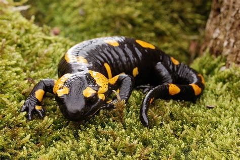 Fire salamander (salamandra salamandra) taking the genus in general | Reptiles and amphibians ...