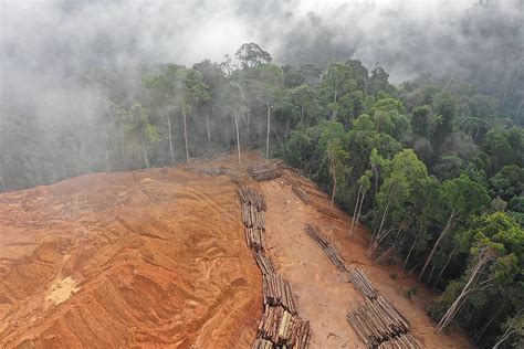 What Is Deforestation? - WorldAtlas