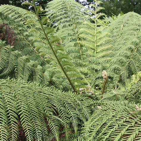 Buy tree fern Dicksonia antarctica: £159.99 Delivery by Crocus