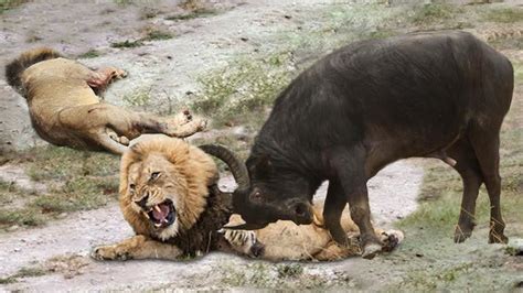 EXTREMELY RARE!!! Buffalo Herd Rescue Baby From Male Lion Hunt, 7 Lions ...