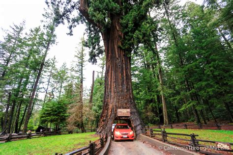 Chandelier Drive-Thru Tree in Leggett - California Through My Lens