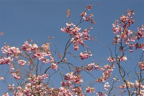 Pink cherry blossom Creative Commons Stock Image