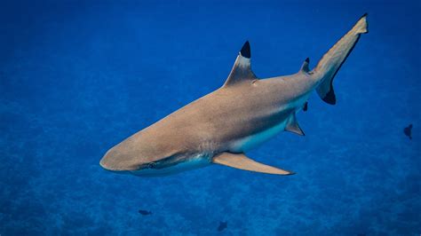 Blacktip shark mysteriously appears in Texas neighborhood | Fox News