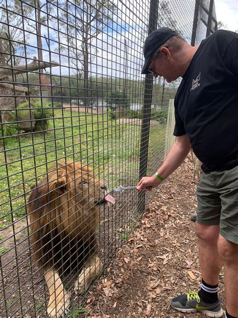 FEEDING A LION by tpallier on DeviantArt