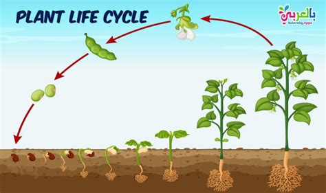 Plant Life Cycle Diagram For Kids - Science Posters ⋆ بالعربي نتعلم