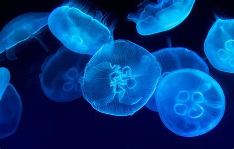 Name a Jelly - Georgia Aquarium