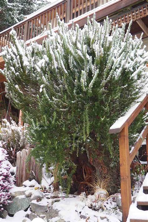 The Best Cold Hardy Rosemary Varieties | Gardener’s Path