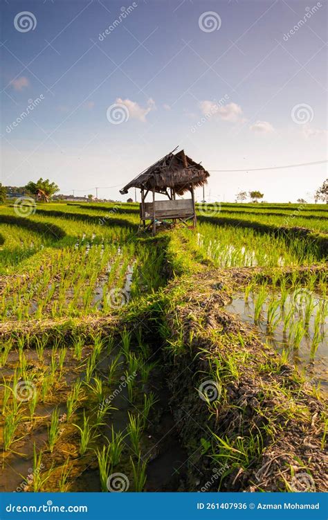 Beautiful Sunrise at Bali Rice Terraces during Sunrise. Rice Fields of Jatiluwih. Stock Photo ...