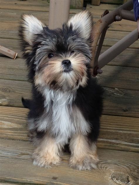 Morkie | GreatDogSite