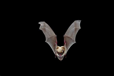 Yuma Myotis Myotis Yumanensis Bat Photograph by Michael Durham