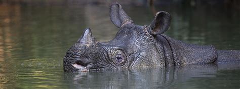 Javan Rhino | Species | WWF