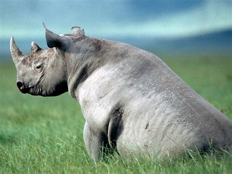 Black Rhino | Species | WWF