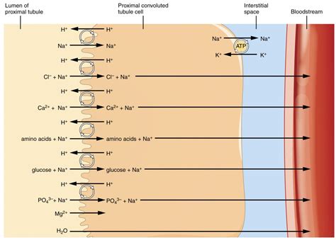 Tubular Reabsorption | Anatomy and Physiology II