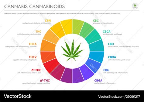 Cannabis terpenes horizontal business infographic Vector Image