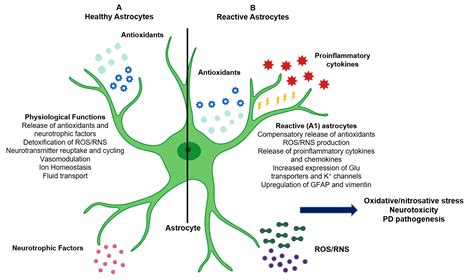 Antioxidants | Free Full-Text | Astrocytic Oxidative/Nitrosative Stress Contributes to Parkinson ...