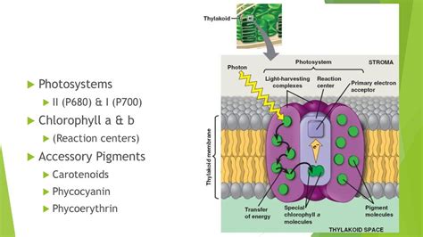 Photosynthesis Ch ppt download