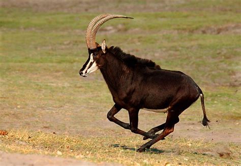 Black Sable Antelope | Cool Critters: Animals | Pinterest | Wildlife ...