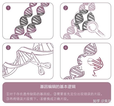 基因编辑是什么？基因编辑未来的发展趋势 - 知乎